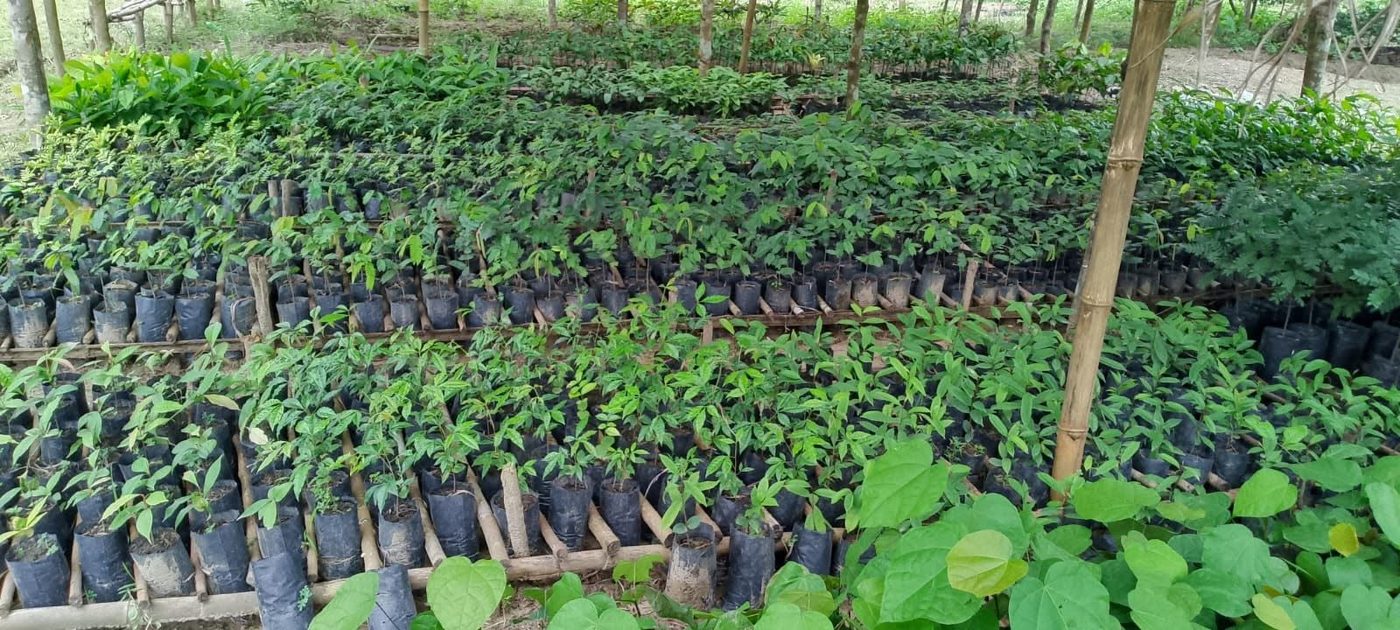 Rows of young tree seedlings in an Earth Rangers nursery